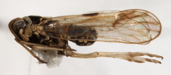 Sogatella furcifera thumbnail